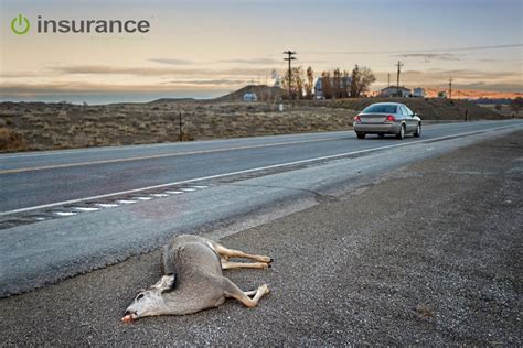 Does Hitting A Deer Raise Your Insurance State Farm